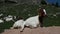 Goat in dolomites mountain panorama