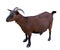 Goat. domesticated, brown color. top view