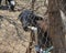 Goat drinking water at the Sol de Mayo Ecological ranch, part of the Sierra de La Laguna Biosphere Reserve.