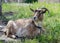 The goat is eating grass. The goat lies on the grass. Artiodactyl