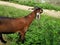 Goat eating some plant leaves