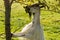 Goat eating from tree on Icelandic farm