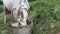 A goat eats from a bucket in a pasture. A bucket stands among tall grass.