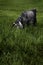 goat enjoying eating spring grass