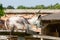 Goat on a estate farm at castle Schloss Hof, Austria