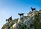 Goat family in Anaga Rural Park, Tenerife, Spain.