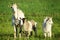 Goat family in a green field