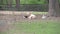 Goat family lying on the grass