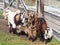 Goat family snuggling up against the zoo fence during snow flurries