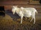 Goat on Farm