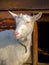 Goat on Farm