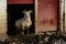 Goat farm animal at entrance of barn
