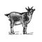 Goat. Farm animal. Isolated realistic handmade drawing.