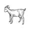 Goat farm animal sketch engraving vector