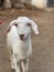 goat in the farm eating gross