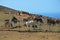 Goat farm on Fuerteventura