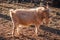 Goat on farm meadow, livestock on rural background