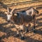 Goat on farm meadow, livestock on rural background