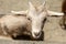 Goat on farm paddock