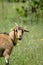 Goat in farm pasture