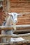 A goat on a farm stands near a wooden fence and looks ahead