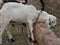 Goat farming beautiful coular for heart