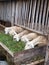 Goat farming for consumption