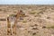 Goat farming is widespread on the island of Fuerteventura