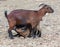 Goat feed their young cubs