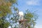 Goat feeding in argan tree