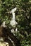 A goat feeding from a tree in the Avakas Gorge on the Mediterranean Island of Cyprus