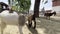 Goat feeds the little goatlings on the farm