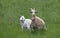 A Goat female and baby goat grazing in a green grass field in Canada