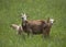 A Goat female and baby goats grazing in a green grass field in Canada