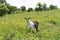 Goat female feeding in meadow on sunny day, countryside landscape in Ukraine. Rural scene with nanny.