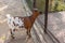 Goat female standing at chain-link fence