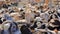 Goat flock in a farm in the naked mountains of gran canaria in spain