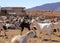 Goat flock in a farm in the naked mountains of gran canaria in spain