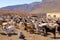 Goat flock in a farm in the naked mountains of gran canaria in spain