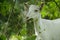 Goat in the forest eating grass.