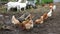 Goat and free range chicken on organic animal farm freely grazing in yard on ranch background. Hen chickens domestic
