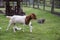 Goat and friend in the farm at Phetchabun province, Thailand. Fa