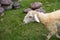 Goat and friend in the farm at Phetchabun province, Thailand. Fa