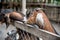 Goat and friend in the farm at Phetchabun province, Thailand. Fa