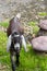 Goat and friend in the farm at Phetchabun province, Thailand. Fa