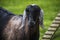 Goat funny / black goat standing in the farm