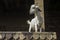 Goat on the ghats in Varanasi, India