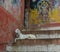 Goat on Ghats in Varanasi, India