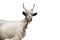 Goat girgentana goats isolated on white background