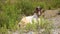 Goat. he goat in the nature, mountain bell-wether , he-goat. close up a goat - goats. closeup horn goat . farm animals. farm dairy